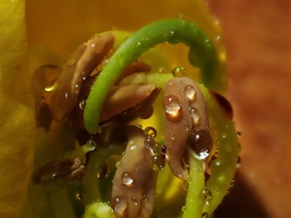 P2056426a.jpg